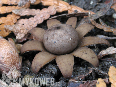 Geastrum floriforme