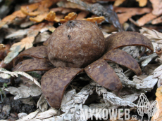 Geastrum floriforme