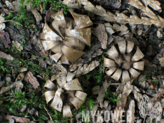 Geastrum floriforme