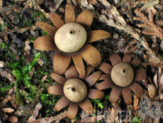 Geastrum floriforme