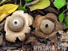 Geastrum lageniforme