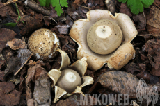 Geastrum lageniforme