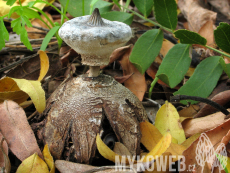 Geastrum striatum