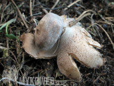 Geastrum minimum
