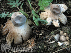 Geastrum minimum