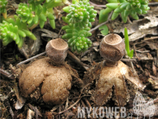 Geastrum minimum