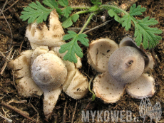 Geastrum minimum