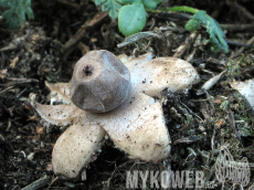 Geastrum minimum