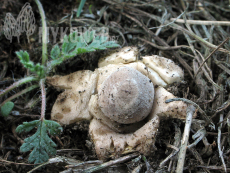 Geastrum minimum