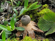 Geastrum pouzarii