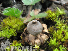 Geastrum pouzarii