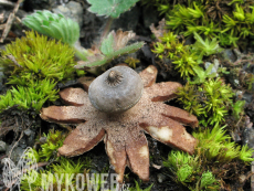 Geastrum pouzarii