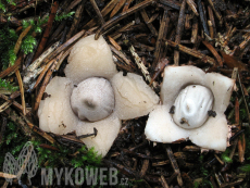 Geastrum quadrifidum