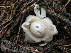 Geastrum quadrifidum