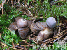 Geastrum quadrifidum