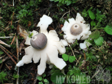 Geastrum quadrifidum