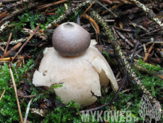 Geastrum quadrifidum