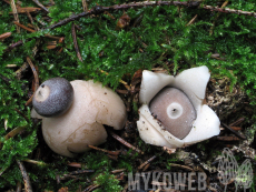 Geastrum quadrifidum