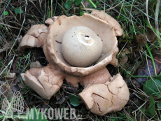 Geastrum michelianum