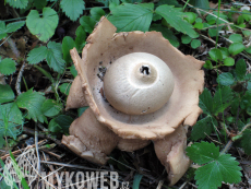 Geastrum michelianum