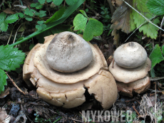 Geastrum michelianum