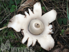 Geastrum michelianum