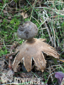 Geastrum coronatum