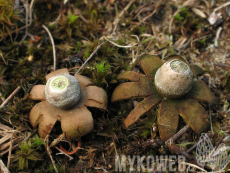 Geastrum hungaricum