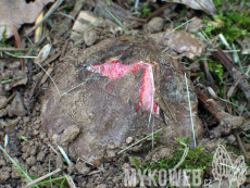 Clathrus archeri