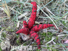 Clathrus archeri