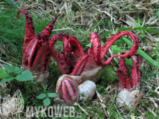 Clathrus archeri