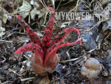 Clathrus archeri