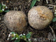 Tulostoma fimbriatum
