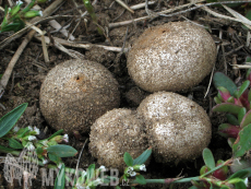 Tulostoma fimbriatum