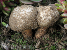 Tulostoma fimbriatum