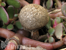 Tulostoma fimbriatum