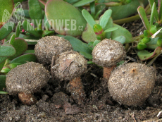 Tulostoma fimbriatum