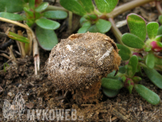 Tulostoma fimbriatum