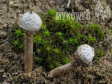 Tulostoma kotlabae