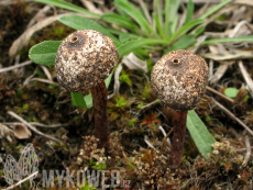 Tulostoma melanocyclum