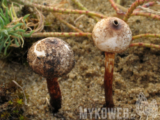 Tulostoma melanocyclum