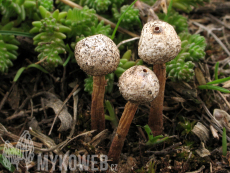 Tulostoma brumale