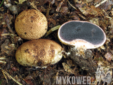 Scleroderma areolatum