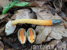 Mutinus caninus