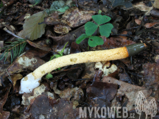 Mutinus caninus
