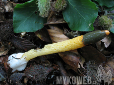 Mutinus caninus
