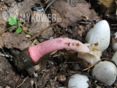 Mutinus ravenelii