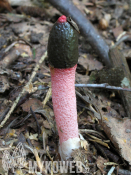 Mutinus ravenelii