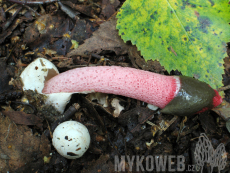 Mutinus ravenelii