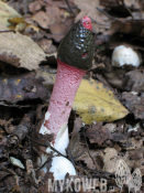 Mutinus ravenelii